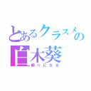 とあるクラスメイトの白木葵（頼りになる）