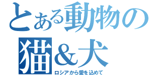 とある動物の猫＆犬（ロシアから愛を込めて）