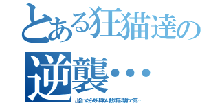 とある狂猫達の逆襲…（出会ったらあり得ない数の猫に襲われ死…）