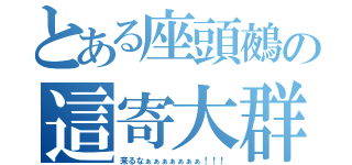 とある座頭鵺の這寄大群（来るなぁぁぁぁぁぁぁ！！！）