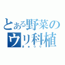 とある野菜のウリ科植物（きゅうり）