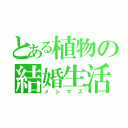 とある植物の結婚生活（メシマズ）