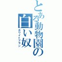 とある動物園の白い奴（ホワイトプラン）