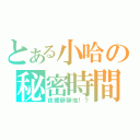 とある小哈の秘密時間（夜裡靜靜地！？）