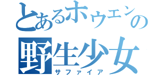 とあるホウエンの野生少女（サファイア）