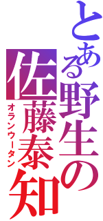 とある野生の佐藤泰知（オランウータン）