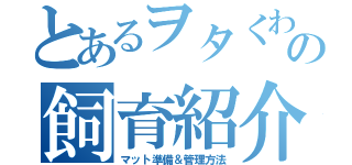 とあるヲタくわの飼育紹介（マット準備＆管理方法）