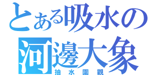 とある吸水の河邊大象（抽水圍觀）