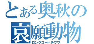 とある奥秋の哀願動物（ロングコートチワワ）