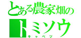 とある農家畑のトミソウ（キャベツ）