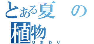 とある夏の植物（ひまわり）