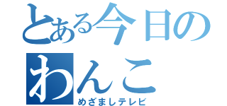 とある今日のわんこ（めざましテレビ）