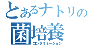 とあるナトリの菌培養（コンタミネーション）