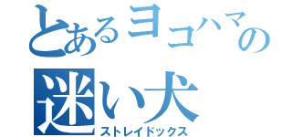 とあるヨコハマの迷い犬（ストレイドックス）