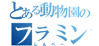 とある動物園のフラミンゴ（しんぺー）