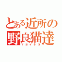 とある近所の野良猫達（マヨイネコ）