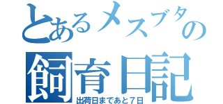 とあるメスブタの飼育日記（出荷日まであと７日）