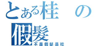 とある桂の假髮（不是假髮是桂）