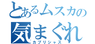 とあるムスカの気まぐれ（カプリシャス）