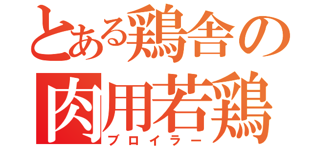 とある鶏舎の肉用若鶏（ブロイラー）