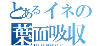 とあるイネの葉面吸収（Ｆｏｌｉａｒ ａｂｓｏｒｐｔｉｏｎ）