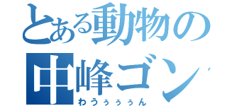 とある動物の中峰ゴン（わうぅぅぅん）