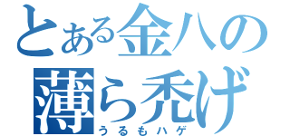 とある金八の薄ら禿げ（うるもハゲ）