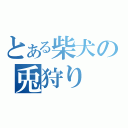 とある柴犬の兎狩り（）