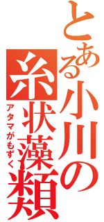 とある小川の糸状藻類（アタマがもずく）