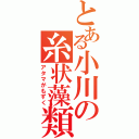 とある小川の糸状藻類（アタマがもずく）