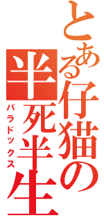 とある仔猫の半死半生（パラドックス）