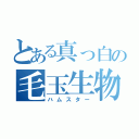 とある真っ白の毛玉生物（ハムスター）