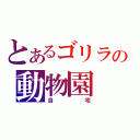 とあるゴリラの動物園（自宅）