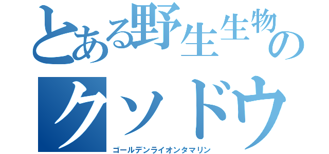 とある野生生物のクソドウガ（ゴールデンライオンタマリン）