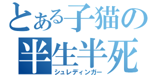 とある子猫の半生半死（シュレディンガー）