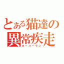 とある猫達の異常疾走（オーバーラン）