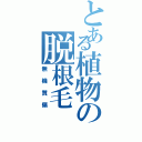 とある植物の脱根毛（無機質偏）