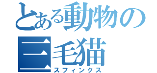 とある動物の三毛猫（スフィンクス）