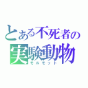 とある不死者の実験動物（モルモット）