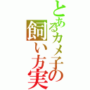 とあるカメ子の飼い方実況（）