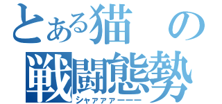 とある猫の戦闘態勢（シャァァァーーー）