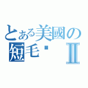 とある美國の短毛貓Ⅱ（）