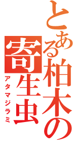 とある柏木の寄生虫（アタマジラミ）