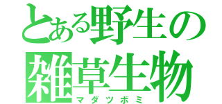 とある野生の雑草生物（マダツボミ）