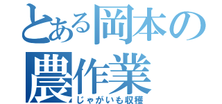 とある岡本の農作業（じゃがいも収穫）