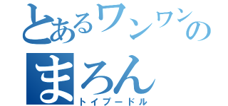 とあるワンワンのまろん（トイプードル）