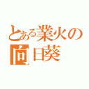 とある業火の向日葵（）