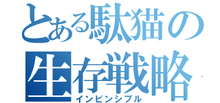 とある駄猫の生存戦略（インビンシブル）