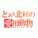 とある北村の愛用動物（キタムーチョ）