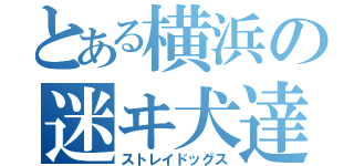 とある横浜の迷ヰ犬達（ストレイドッグス）